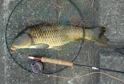 carp54cm