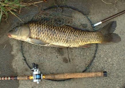 carp69cm