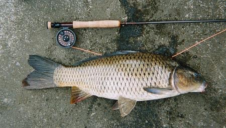 carp73cm